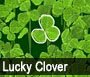 Play Lucky Clover